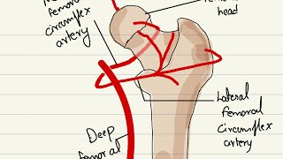 Legg Calve Perthes disease Pathology symptoms diagnosis and treatment [upl. by Henson]