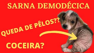 SARNA DEMODÉCICA Veterinária explica tudo [upl. by Merat246]