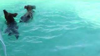 Swimming Pigs  Exuma Islands Bahamas [upl. by Grannias236]