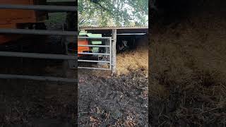 28112022  le retour des vaches au cornadis pour linsémination à venir [upl. by Annairoc161]