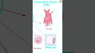 E04 Connective Tissue Bone Blood Adipose HiBody101 Histology amp Biology of Human Organ System [upl. by Anoiuq598]