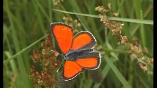 Schmetterlinge  kleine Wunder der Natur [upl. by Holbrooke]