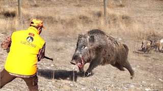 How Farmers Deal With Giant Wild Boars Attacking Farms And Crops [upl. by Abbotsen]