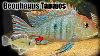 Geophagus Tapajos  Growth Rate amp Evolution [upl. by Gabby]