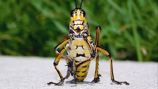 Eastern lubber grasshopper up close  Mississippi Wildlife [upl. by Aifos]