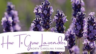 How to Grow Lavender [upl. by Efar]