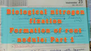 Root Nodule Formation Part 1 [upl. by Brozak740]