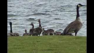 Geese Attacked By Eagle [upl. by Strain]