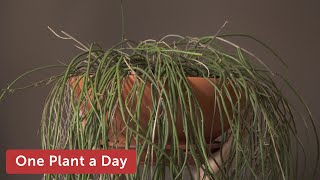 Rhipsalis baccifera Mistletoe Cactus Houseplant Care — 126 of 365 [upl. by Koss487]