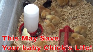 How to raise baby chicks [upl. by Dranyer]