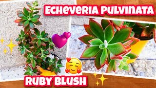 ECHEVERIA PULVINATA RUBY BLUSH‼️Suculenta que les gusta el SOL Suculentas PELUDITAS 💢🤗❤️ [upl. by Annaert632]