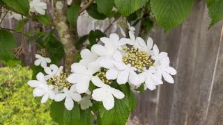 Viburnum Summer Snowflakes In Blooms  May 29 2022 [upl. by Acinnad]