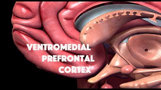 Ventromedial Prefrontal Cortex [upl. by Lramaj719]