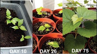 How to grow grapes from seeds  Part 1 seeds to 75 days old [upl. by Atiker]