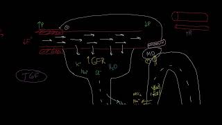 Tubuloglomeruläres Feedback Autoregulation der Niere [upl. by Winny]