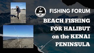 Online Fishing Forum Beach Fishing for Halibut on Alaska’s Kenai Peninsula [upl. by Yllim644]