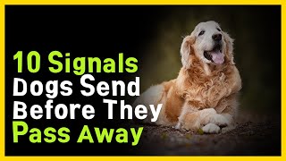 10 Signs of Farewell Signals Sent by Dogs Before They Pass Away [upl. by Ettenahs924]