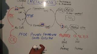 Mecanismo de Accion del Metronidazol mauroentropico [upl. by Adnawaj33]