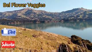 Akaroa Harbour and the Bays tourism newzealand nature olivetrees french  Bel Flower Veggies [upl. by Kauslick]