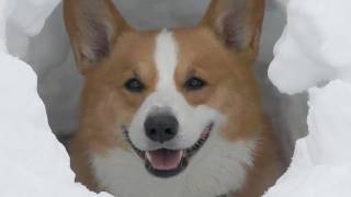 Goro digs snow  雪堀 コーギー 20120122 かまくらを作るゴローさん welsh corgi dog make igloo 犬 [upl. by Stauffer]