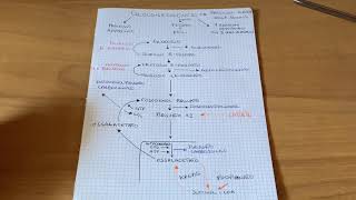 Gluconeogenesi Semplificata  Biochimica [upl. by Brenden460]
