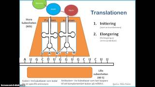 Proteinsyntesen  Translationen [upl. by Ihcur]