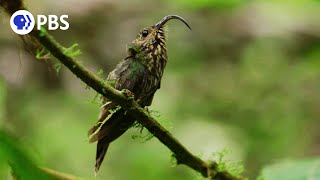 Finding the Elusive WhiteTipped Sicklebill [upl. by Einapets]