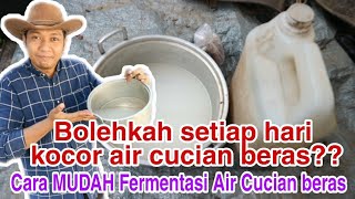 Cara penggunaan amp Cara fermentasi air cucian beras [upl. by Leal291]