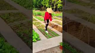 Healing rural lifepickingfruitvegetablerural life farmingsatisfyingagriculture [upl. by Walling]