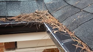 Amerimax Gutter Guards and pine needle issues after 6 months B [upl. by Walling612]