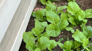 Winter Vegetables Planting in the Fall [upl. by Scuram839]