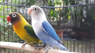 Lovebird Chirping and Singing Sounds 7 Hours  Green Personata amp Blue Fischer [upl. by Player]