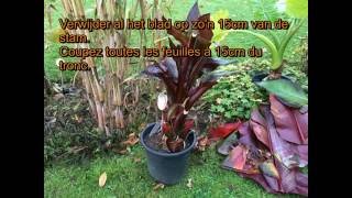 Ensete ventricosum Maurelli winterbescherming [upl. by Haimaj]