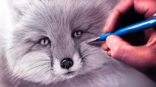 How to Draw a Fox [upl. by Letnahs156]