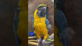 Ara is a neotropical genus of macaws birdwatchersparadise birdspeciesmacawbirdsWordLover [upl. by Nylde456]