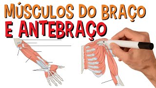 Músculos Do Braço e Antebraço  Sistema Muscular  Anatomia [upl. by Quennie]