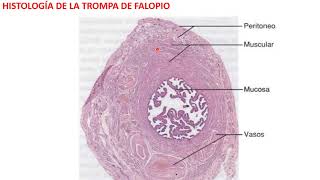 Histología de la Trompa de Falopio [upl. by Coretta]