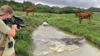 Invasive caiman Harvest in dairy Farm in Puerto Rico Catch Clean amp Cook Bacon wrapped Swamp dragon [upl. by Sydalg]