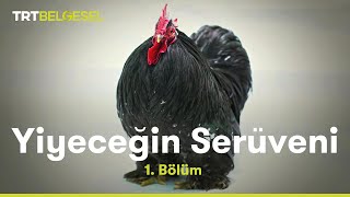 Yiyeceğin Serüveni  Tavuk  TRT Belgesel [upl. by Reggie]