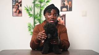 Misconception About Black Toy Dogs In Africa [upl. by Stace563]