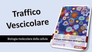 Biologia Traffico Vescicolare [upl. by Ezirtaeb]