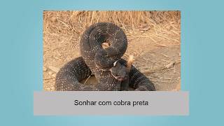 Sonhar com cobra preta [upl. by Eninaej]