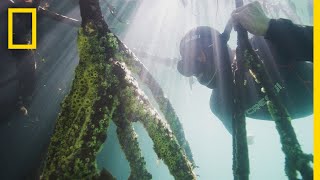 Measuring Mangroves  Explorers in the Field [upl. by Lede]