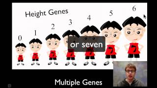 Chromosomal Genetics [upl. by Loeb]