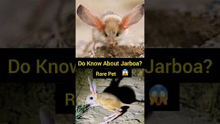 Jerboa Hopping Desert Mouse  Jerboa animals pets shorts [upl. by Ewart]