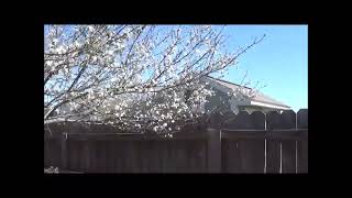 Methley Plum Tree In Bloom [upl. by Roselle576]