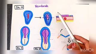 Tercera semana de gestación  Neurulación gastrulación y notocorda [upl. by Clywd]