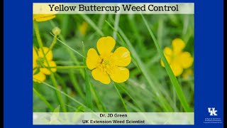 Yellow Buttercup Weed Control [upl. by Arly948]