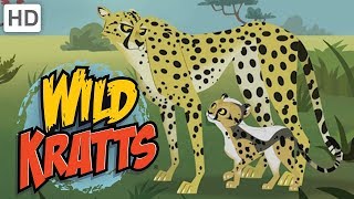 🐆 Wild Kratts  Meet quotBlurquot the Cheetah [upl. by Edi]