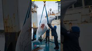 Baby white dolphin beckons people to get on board to save its mother।🥺shortvideo amazingfacts [upl. by Drummond753]